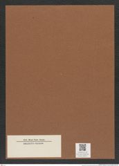 Diatomeae indet. Zeichnungen Sammlung Grunow Mappe 04671 (Herbarium_W_Grunow_drawings_Folder_04671)